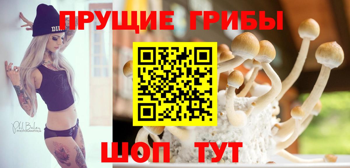 Псилоцибиновые грибы Cubensis  Вход с VPN  Курган 